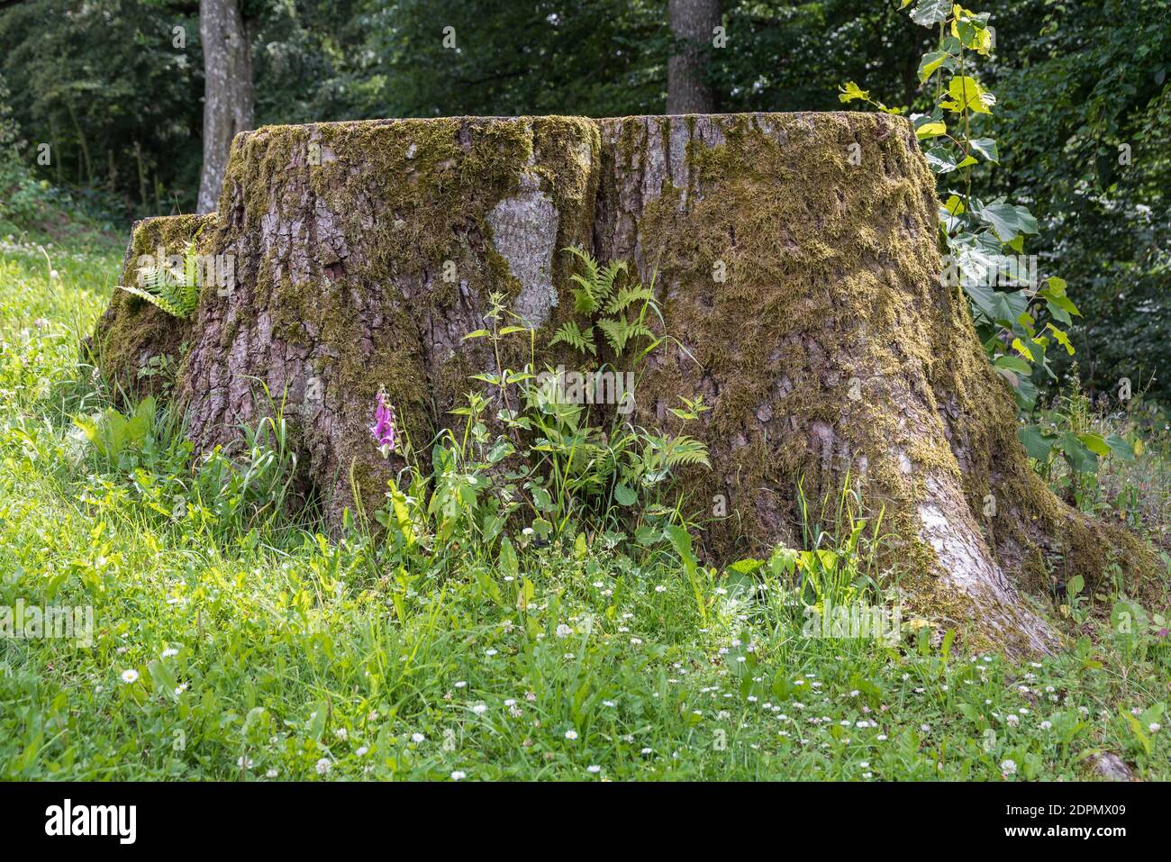 Proportion de Foxglove devant le grand tronc d'arbre - Gros plan Banque D'Images