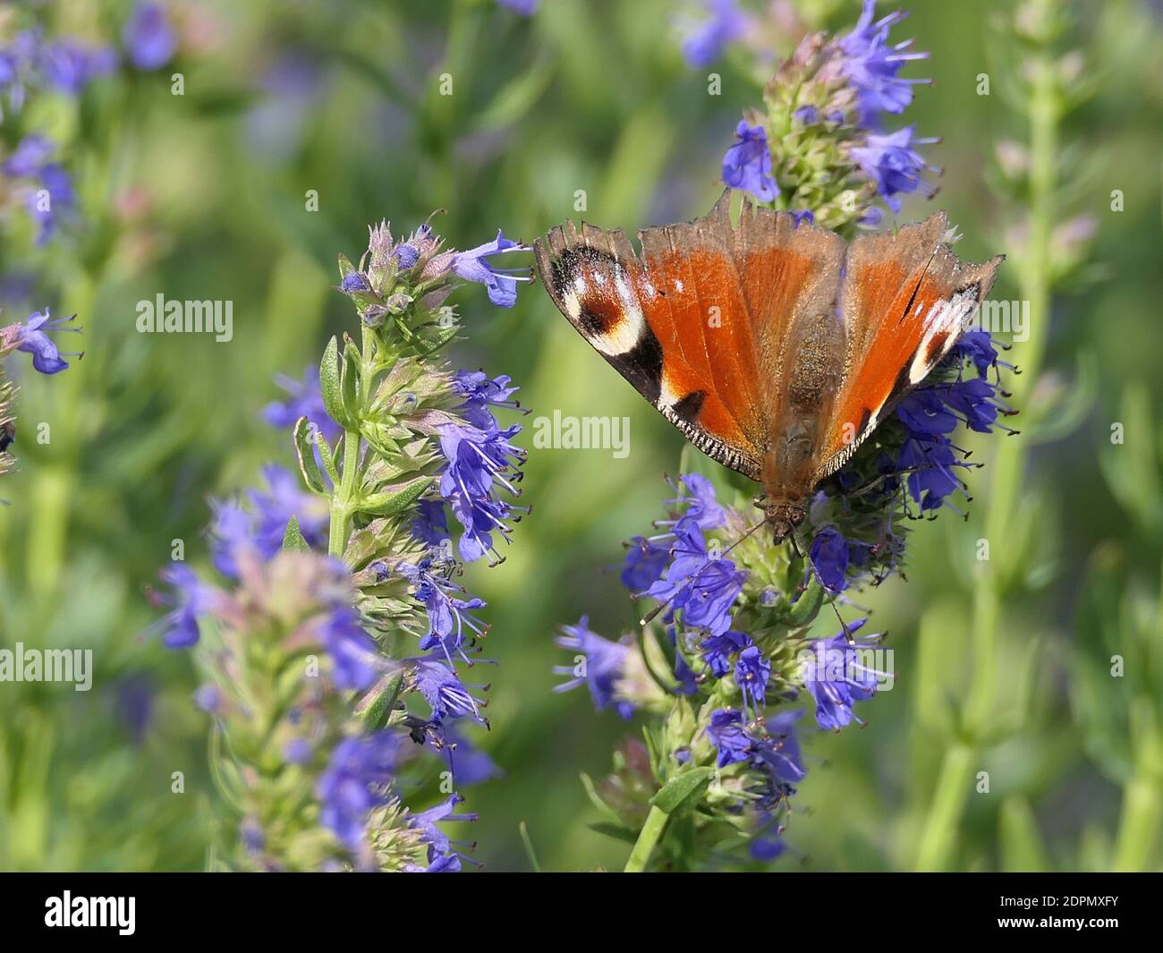 Peacock Butterfly Inachis IO sur Viper S Bugloss Echium vulgare Banque D'Images