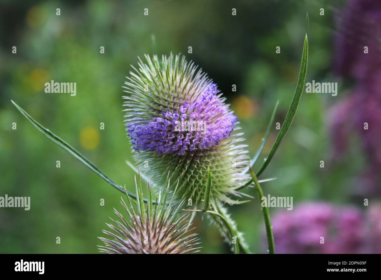 Cuillère à café sauvage, Lat. Dipsacus Fullonum Banque D'Images