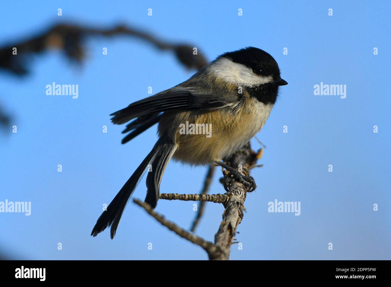 Calgary, Alberta, Canada. 19 décembre 2020. Un Chickadee à capuchon noir perche dans une succursale du refuge d'oiseaux d'Inglewood à Calgary, en Alberta. Le passereau est présent dans le nord des États-Unis et dans la majeure partie du Canada, et est l'oiseau d'État du Maine et du Massachusetts. Crédit : Gavin John/ZUMA Wire/Alay Live News Banque D'Images