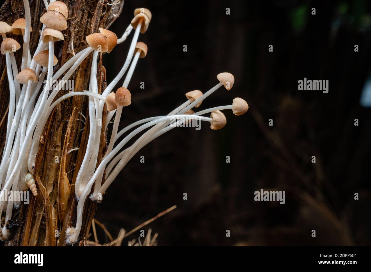 Champignons, la vie après la pluie. La beauté de la nature bien que de courte durée Banque D'Images