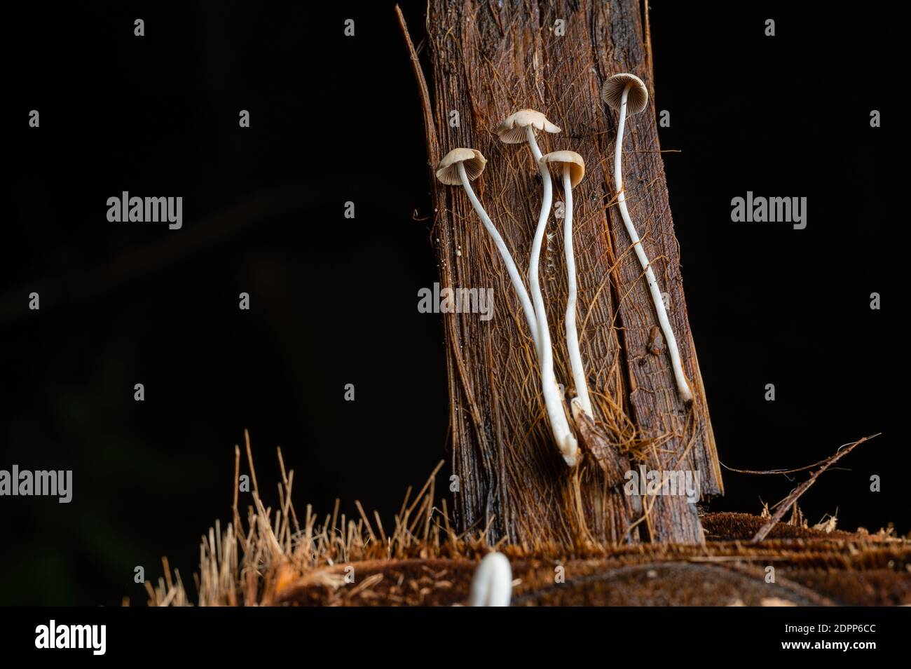 Champignons, la vie après la pluie. La beauté de la nature bien que de courte durée Banque D'Images