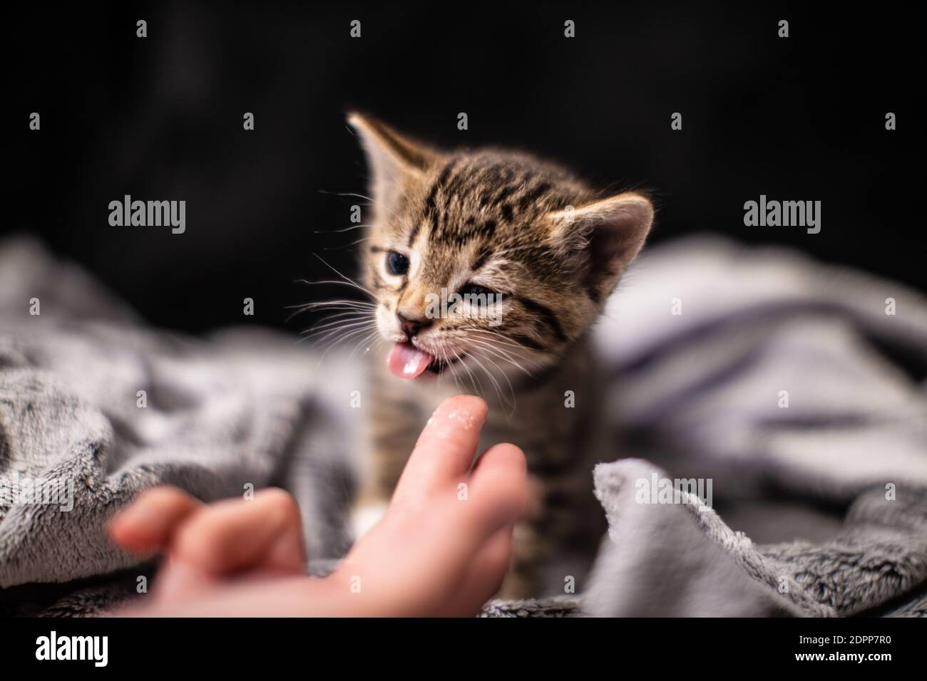Bebe Chaton Photo Stock Alamy