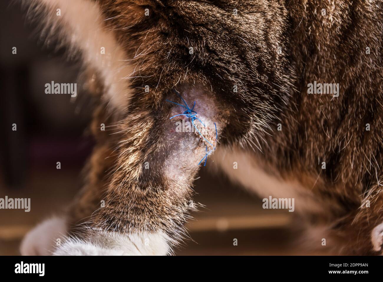 Gros Plan Sur La Paw Pet Avec Des Poils Rases Et Des Sutures Chirurgicales Plaie De Chat Avec Points Apres Chirurgie Photo Stock Alamy
