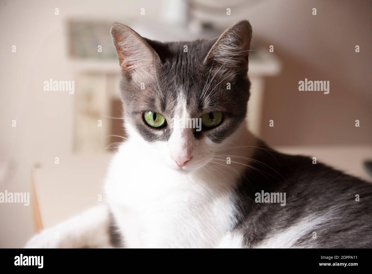 Chat Blanc Et Gris Avec Des Yeux Verts Sur La Table En Ligne Droite Et En Ligne Droite Photo Stock Alamy