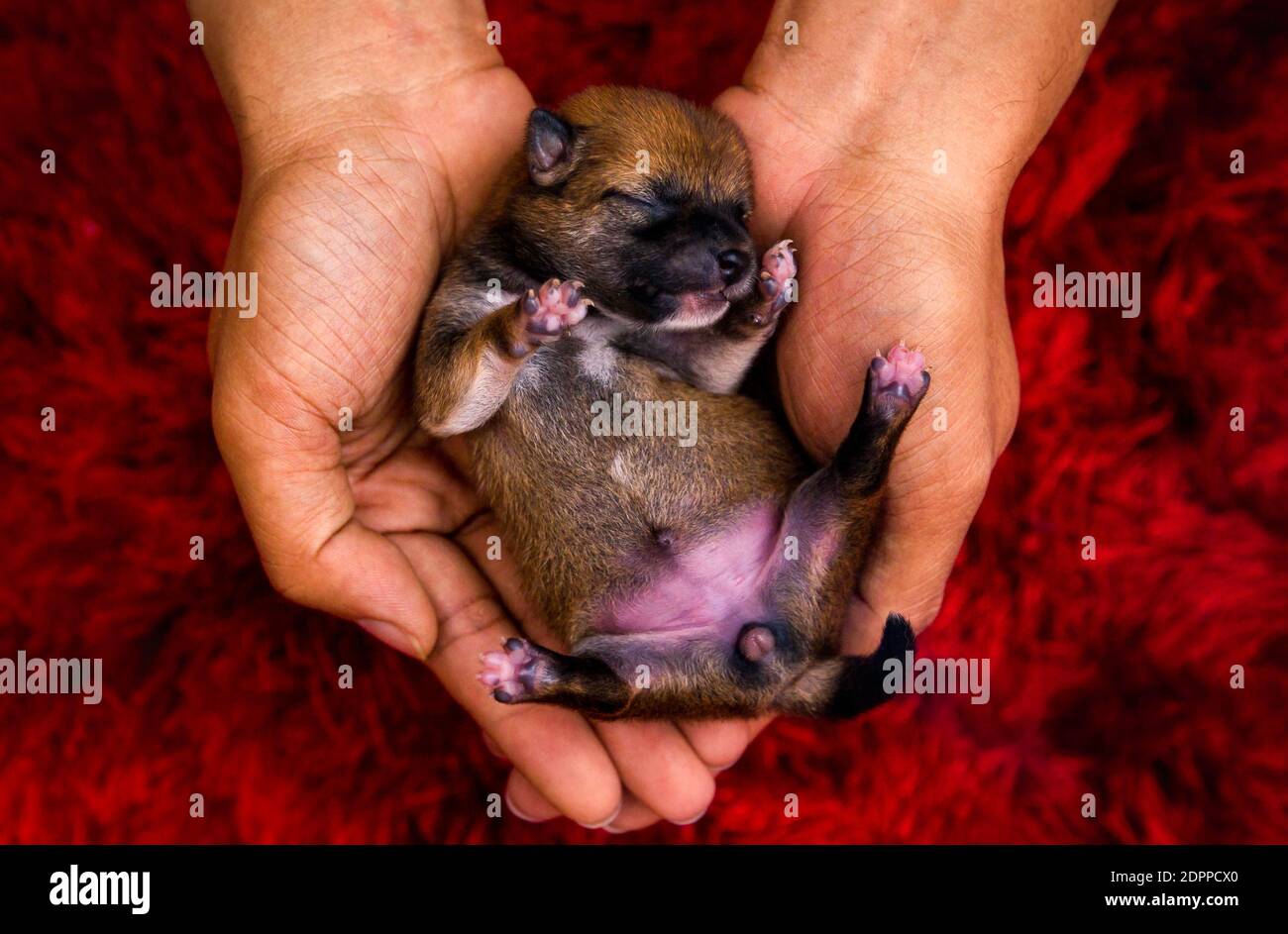 Gros Plan D Un Nouveau Ne Shiba Inu Puppy Chien Japonais Shiba Inu Magnifique Shiba Inu Photo Stock Alamy
