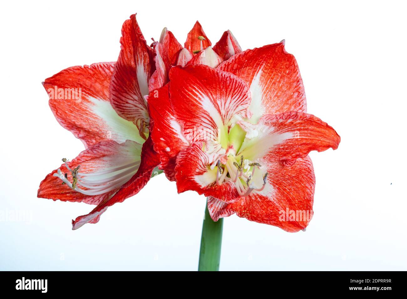 'Minerva' Hippeastrum (Amaryllis, Hippeastrum x hortorum) Banque D'Images