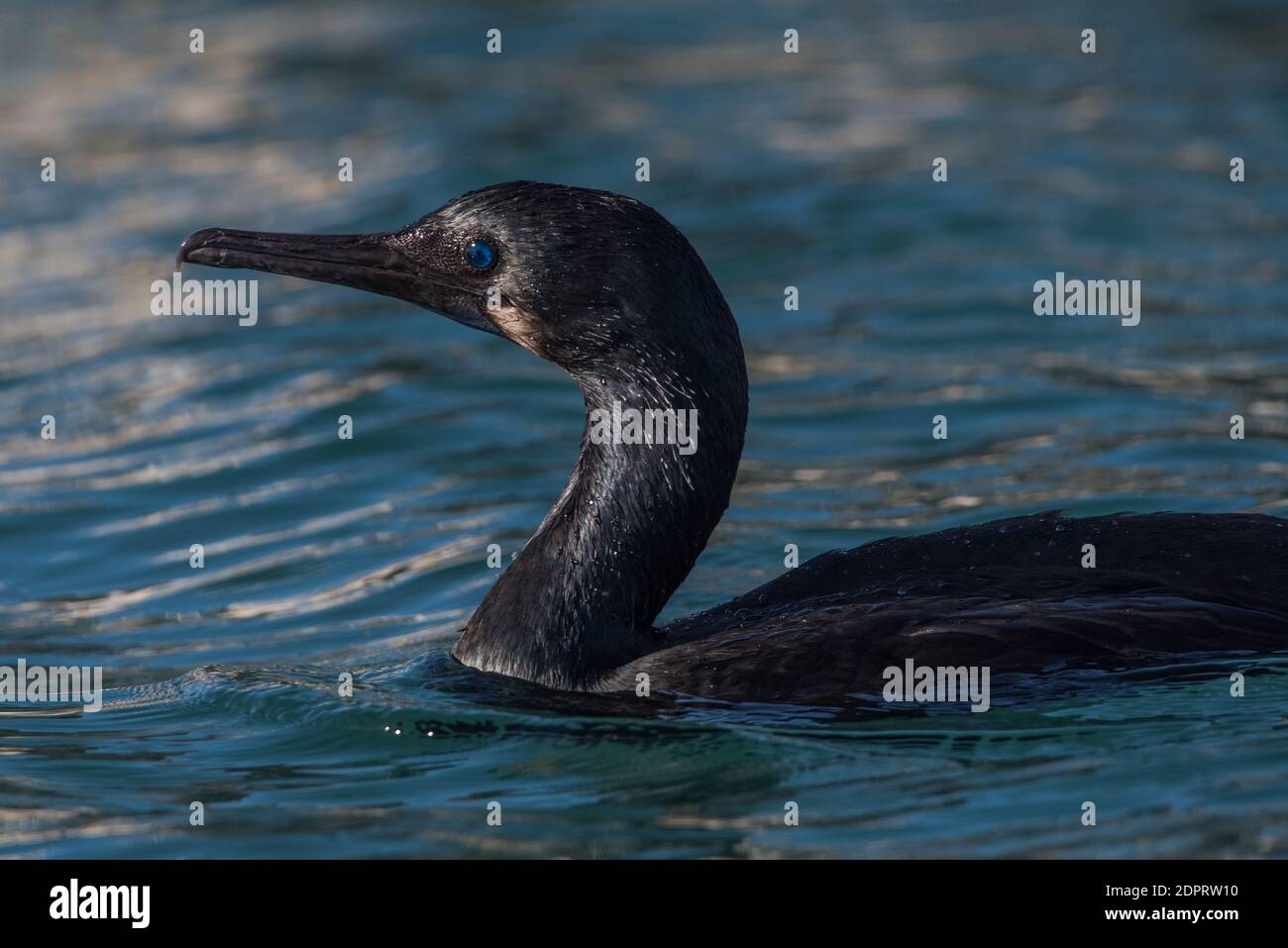 Cormorant de Brandt (Phalacrocorax penicillatus) oiseau mangeant des poissons trouvé le long de la côte ouest de l'Amérique du Nord. Banque D'Images