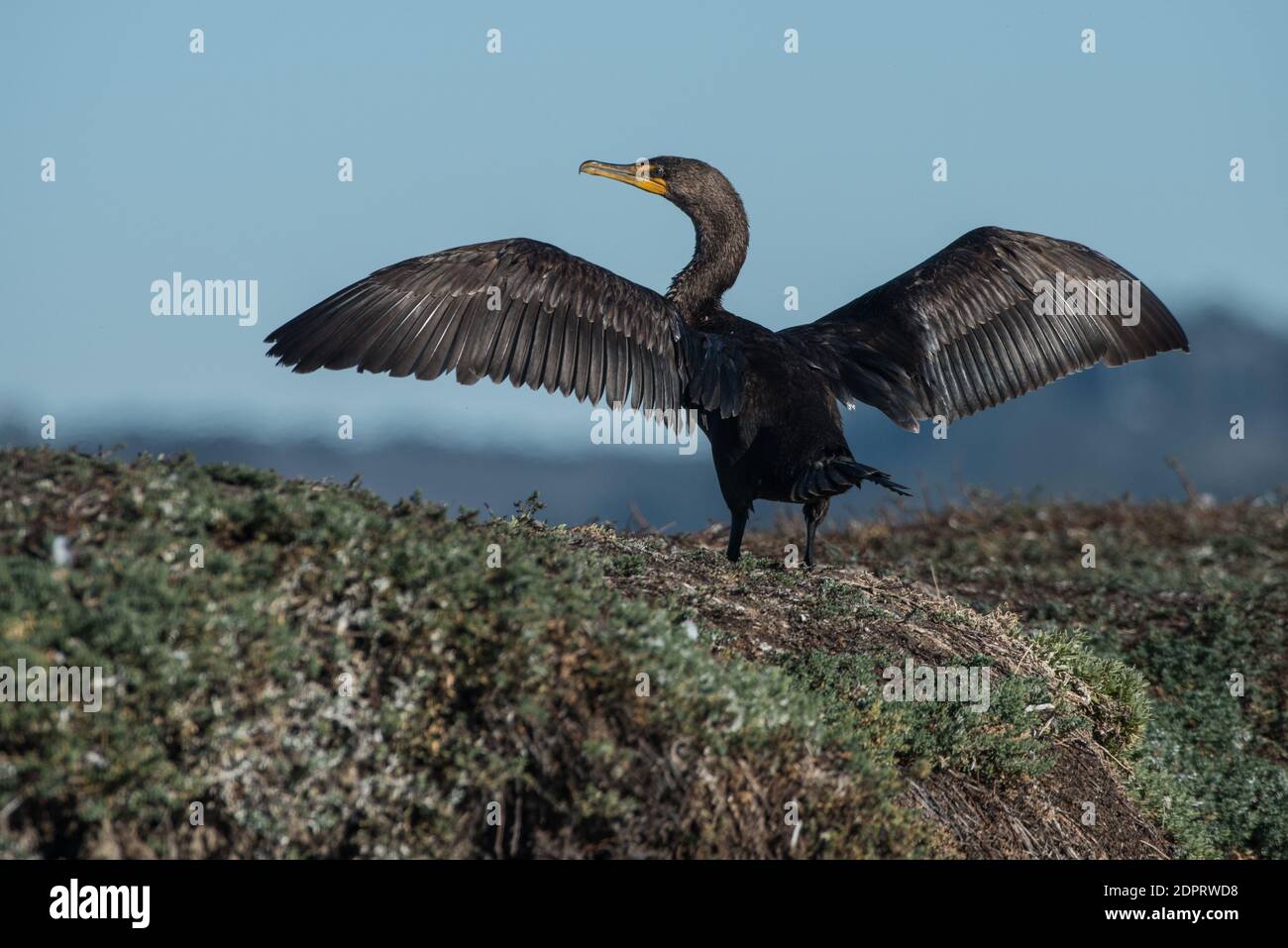 Cormoran à crête double (Phalacrocorax auritus) avec ses ailes maintenues ouvertes s'assèchant après la chasse au poisson dans l'estuaire d'elkhorn, CA. Banque D'Images