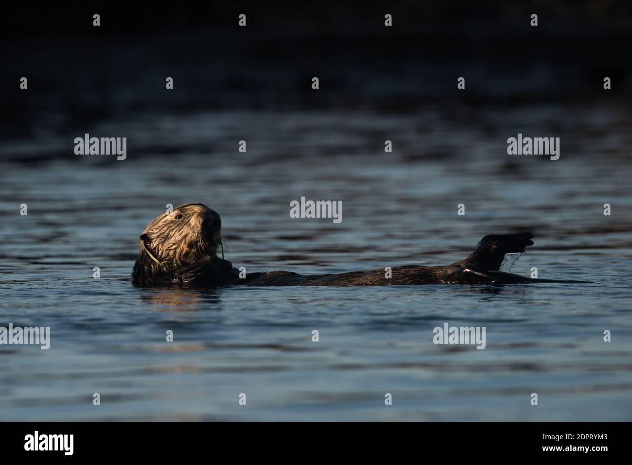 Une loutre de mer (Enhydra lutris), un mammifère marin, nageant à travers l'estuaire du marais salin marécageux d'elkhorn, dans le comté de Monterey, en Californie. Banque D'Images