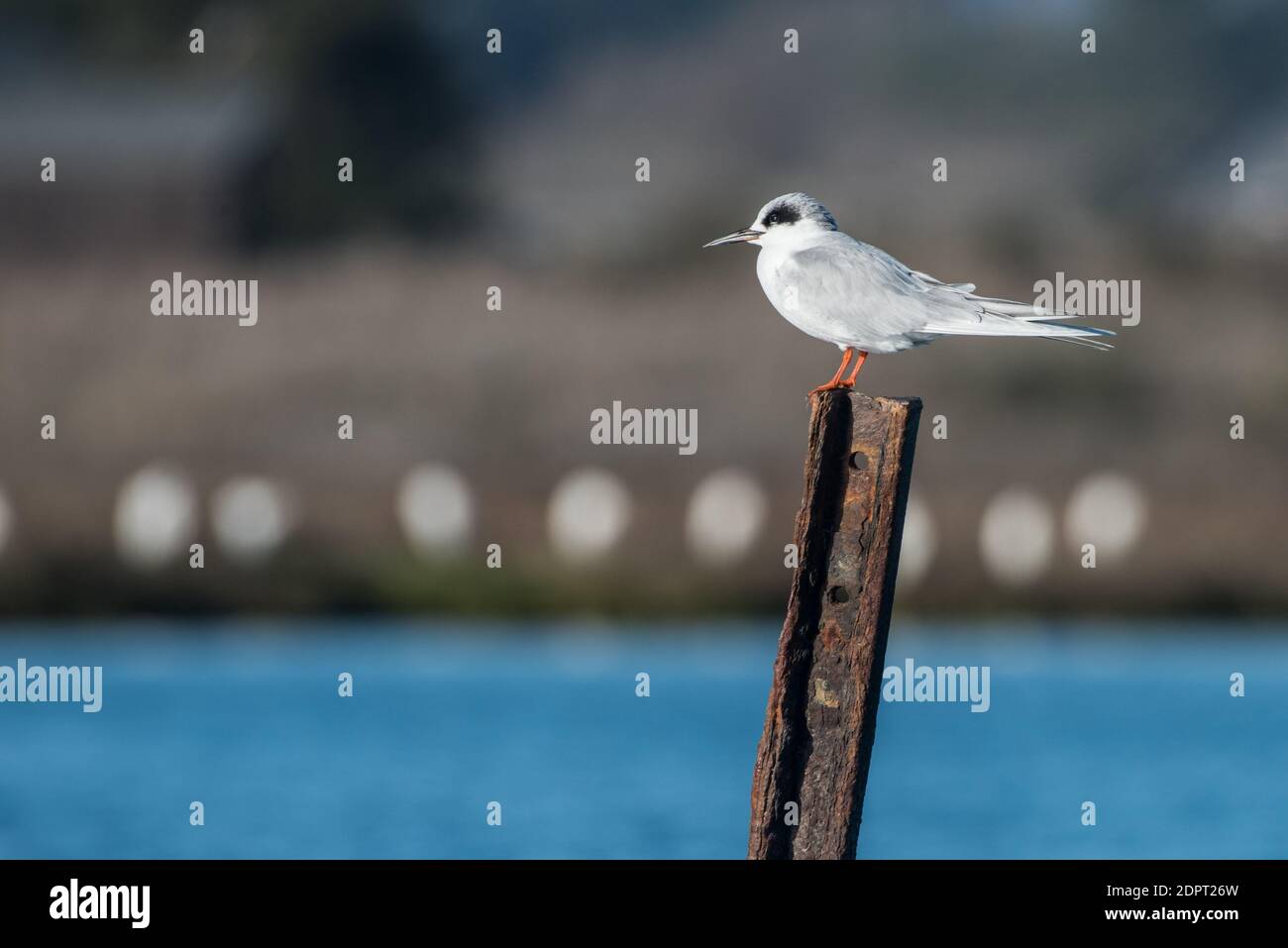 La sterne de Forster (Sterna forsteri) espèce d'oiseau souvent trouvée dans les marais, perçant dans la réserve faunique de l'Eskhorn Slough près de Moss Landing, Californie. Banque D'Images