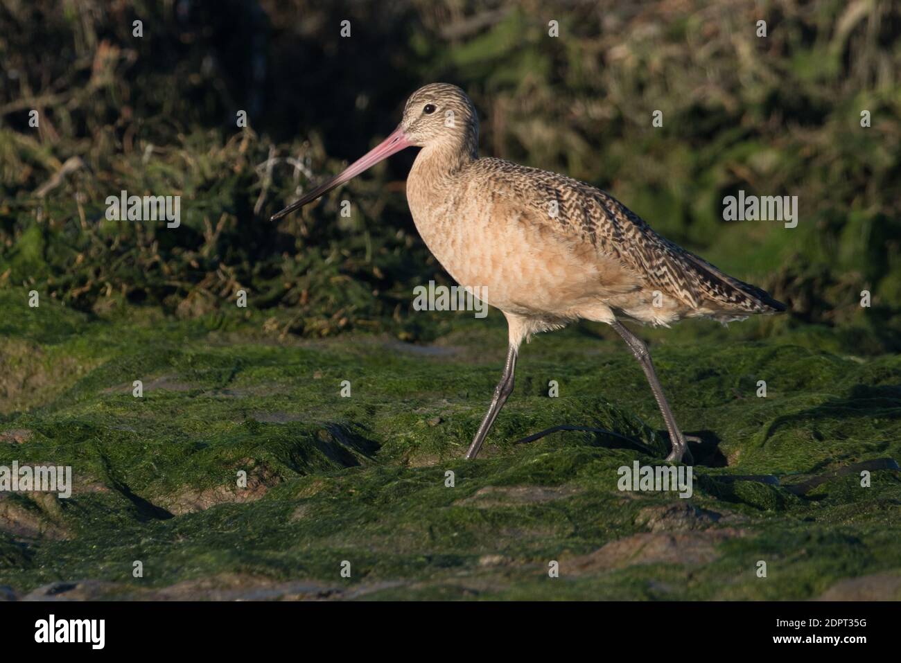 Un godwit marbré (Limosa fedoa), un oiseau de rivage qui fourrage le long d'un méplat de boue dans la zone de faune de l'État de débarquement de Moss dans le comté de Monterey, en Californie Banque D'Images