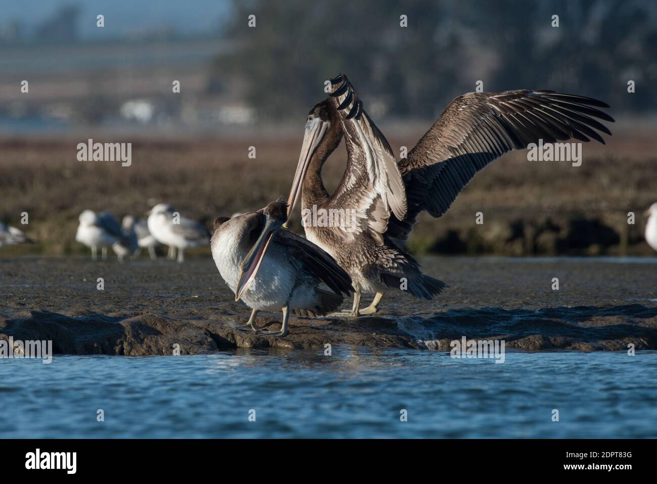 Pélicans bruns de Californie (Pelecanus occidentalis californicus) sur un méplat de boue dans un marais salin marécageux d'elkhorn, sur la côte ouest. Banque D'Images