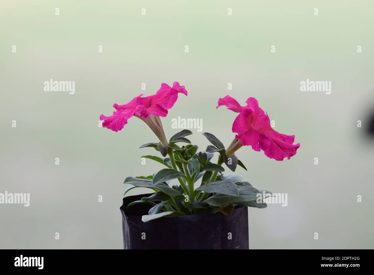 Pétunias rose foncé vif poussent dans le jardin du parc fleuri fleurs fraîches d'hiver en Inde, en asie. La plante arbuste laisse le bouquet de feuillage Banque D'Images