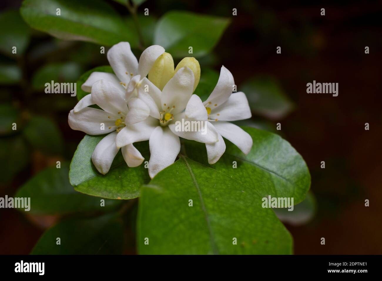 Beau bouquet de Murraya paniculata jack ou de fleurs de jasmin orange ou satinwood les fleurs de madhu kamini ont une agréable odeur douce fleurs la nuit Banque D'Images