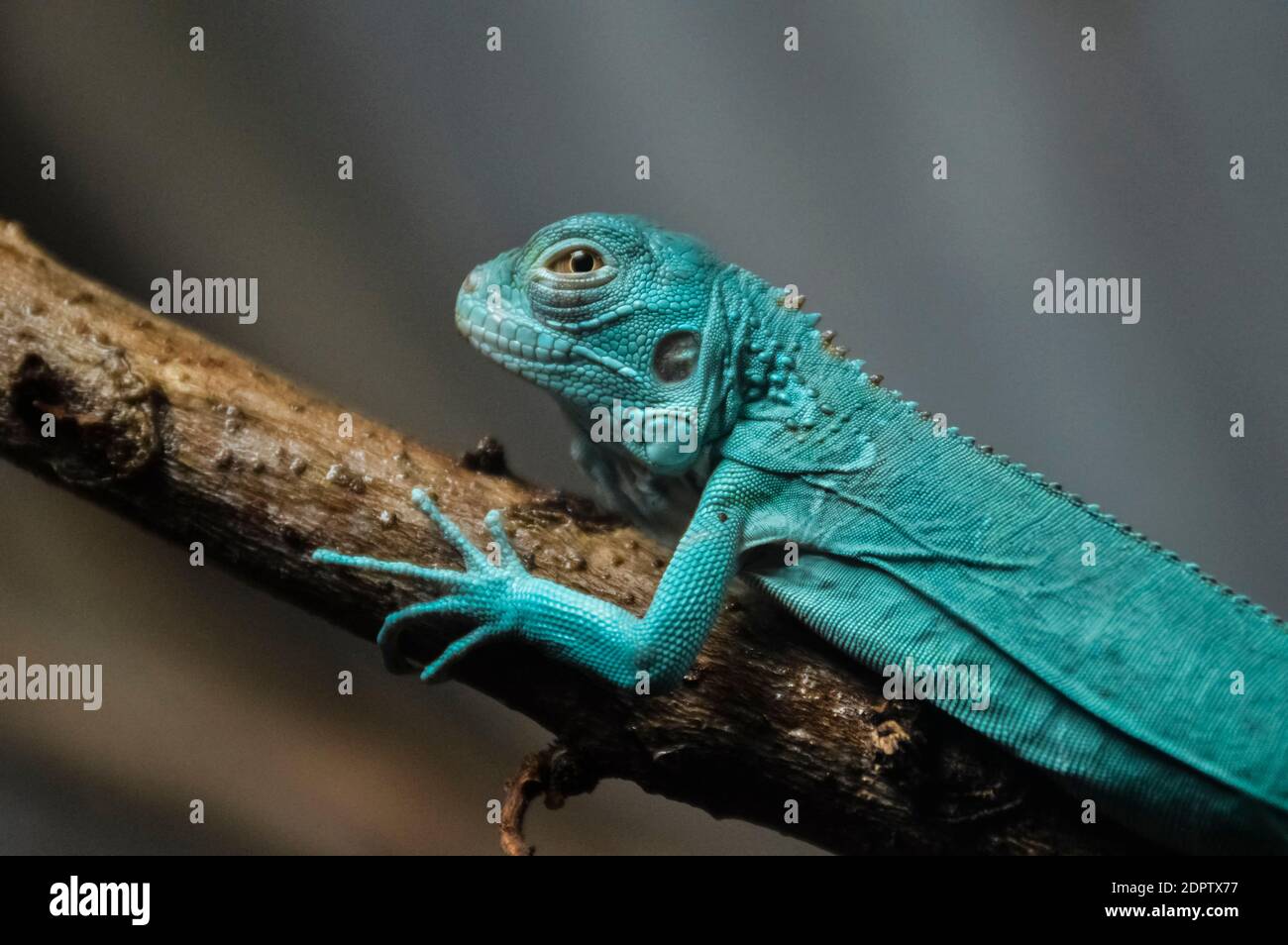 Baby Chameleon Banque D Image Et Photos Page 6 Alamy Baby Chameleon Banque D Image Et Photos Page 6 Alamy