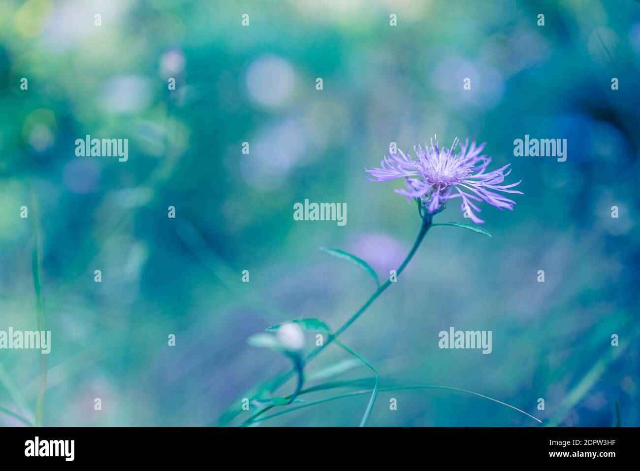 Belle nature de gros plan, coucher de soleil fleurs de prairie sur feuillage coloré flou. Paisible, nature artistique, fleur d'automne Banque D'Images