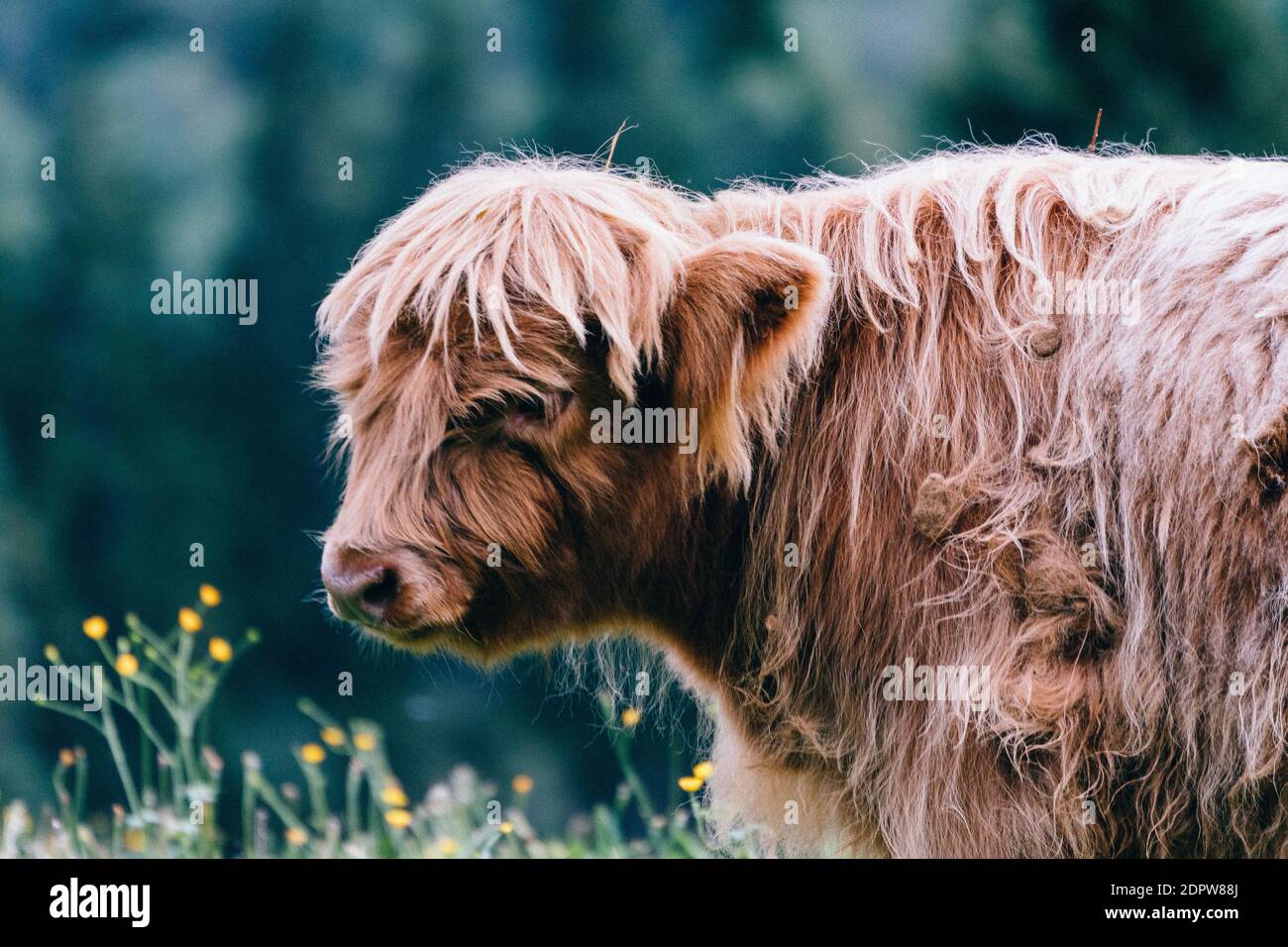 Close-up of A Highland cattle Banque D'Images