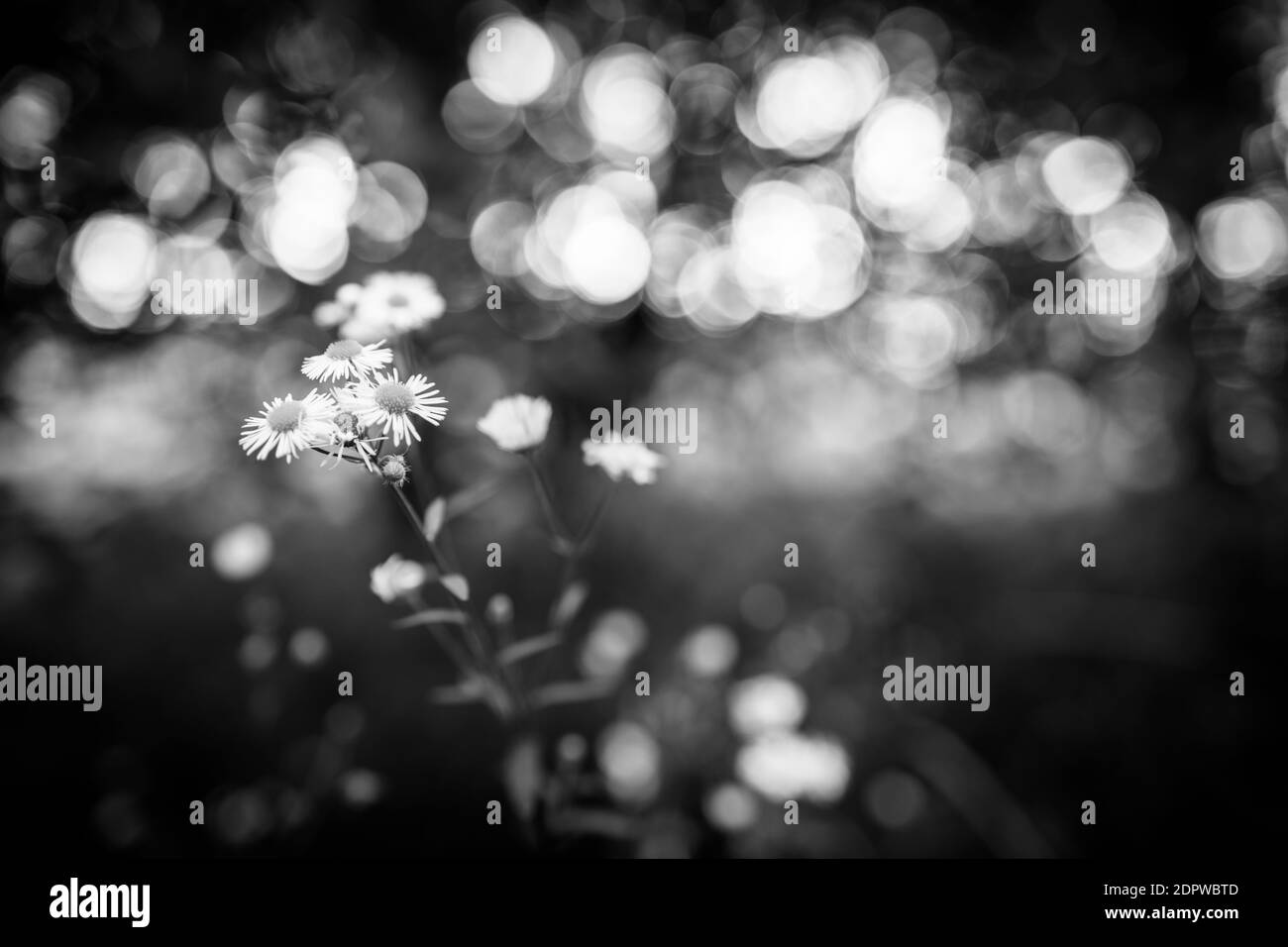 Fleurs d'été dans la lumière du matin. Vue macro sur les fleurs de Marguerite et la nature de la forêt de bokeh. Procédé noir et blanc, nature artistique en gros plan spectaculaire Banque D'Images