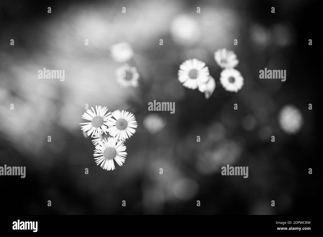 Fleurs d'été dans la lumière du matin. Vue macro sur les fleurs de Marguerite et la nature de la forêt de bokeh. Procédé noir et blanc, nature artistique en gros plan spectaculaire Banque D'Images