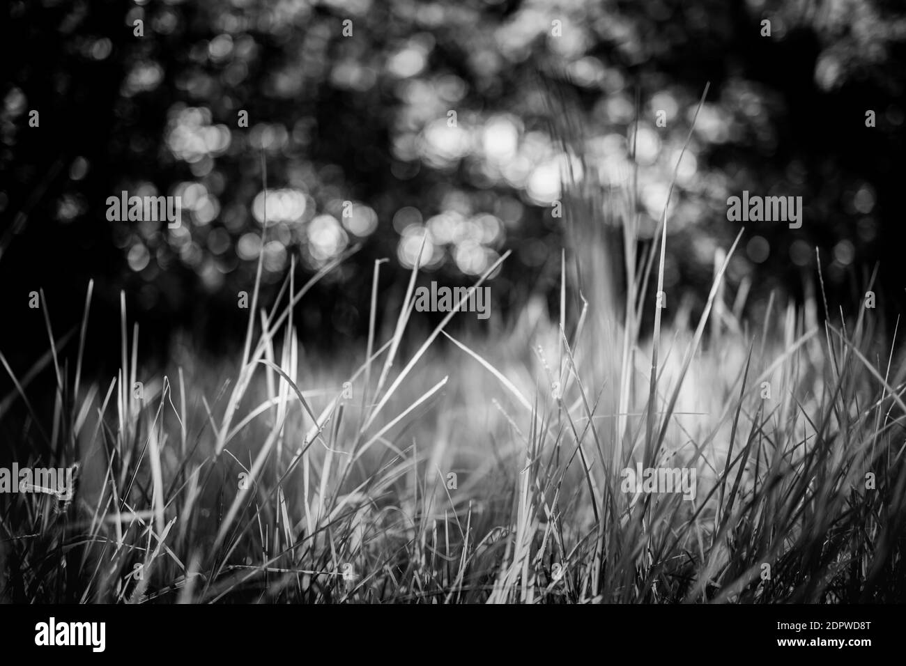 Résumé prairie d'herbe du point de vue bas avec paysage artistique de champ de forêt flou. Gros plan nature, vert fraîcheur vue sous la lumière du soleil, rêve Banque D'Images
