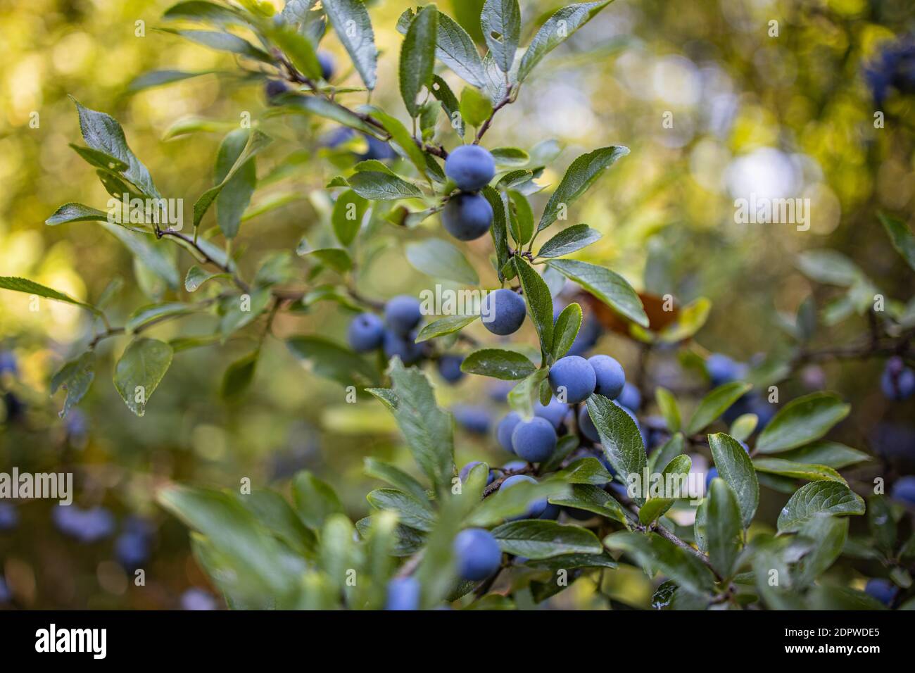 Vue rapprochée de l'arbre vert à feuilles persistantes avec baies floues sur les branches, vue sur la nature ensoleillée. Mûrissement des baies de noircissement sur une branche avec des feuilles sur un flou brun Banque D'Images