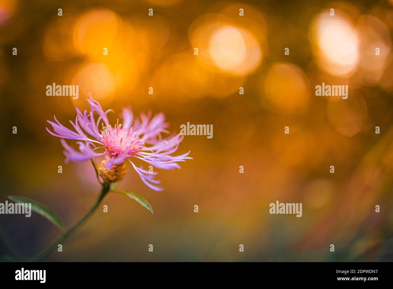 Incroyable lever de soleil coucher de fleurs, flou forêt bokeh nature, fleurs de prairie. Couleurs relaxantes, lumière du soleil paisible, gros plan sur la nature. Belle fleur Banque D'Images
