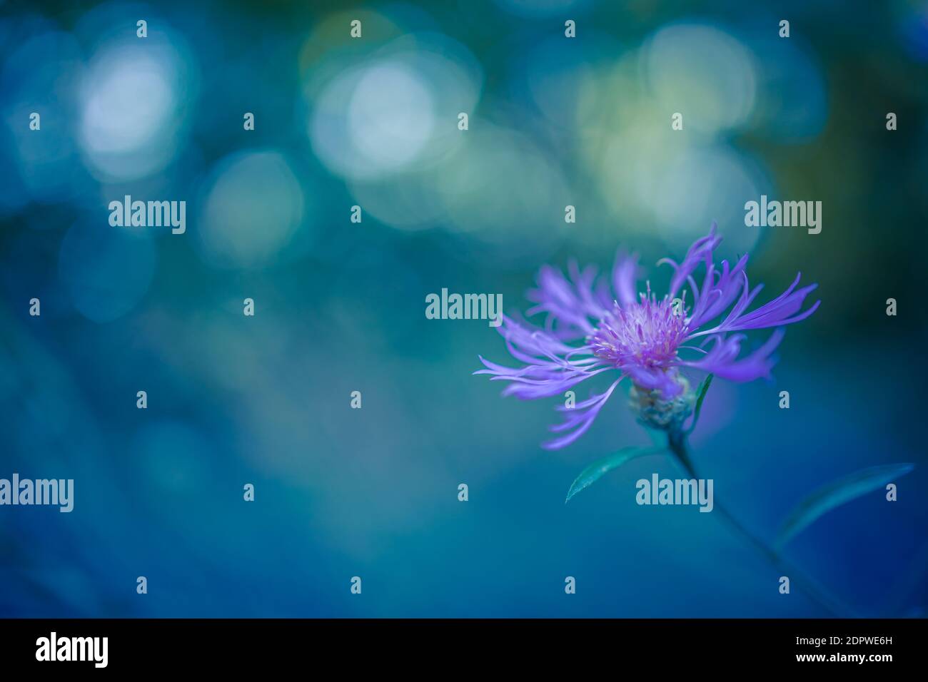 Incroyable lever de soleil coucher de fleurs, flou forêt bokeh nature, fleurs de prairie. Couleurs relaxantes, lumière du soleil paisible, gros plan sur la nature. Belle fleur Banque D'Images