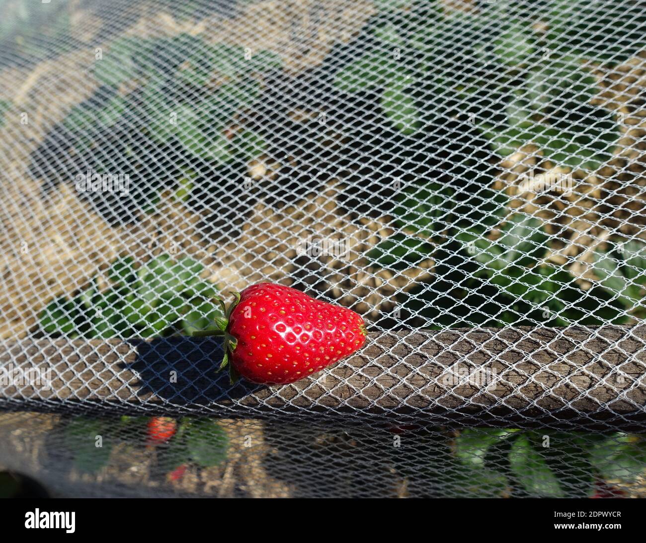 Une fraise mûre avec des graines visibles est posée sur un étiré filet d'oiseau Banque D'Images