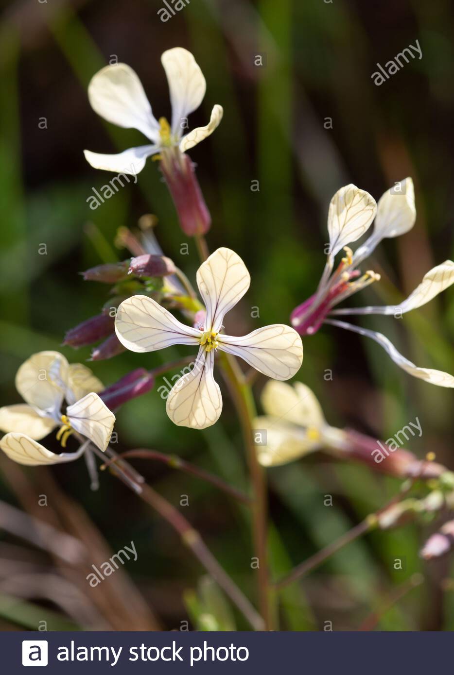 Eruca Sativa Banque D Image Et Photos Alamy