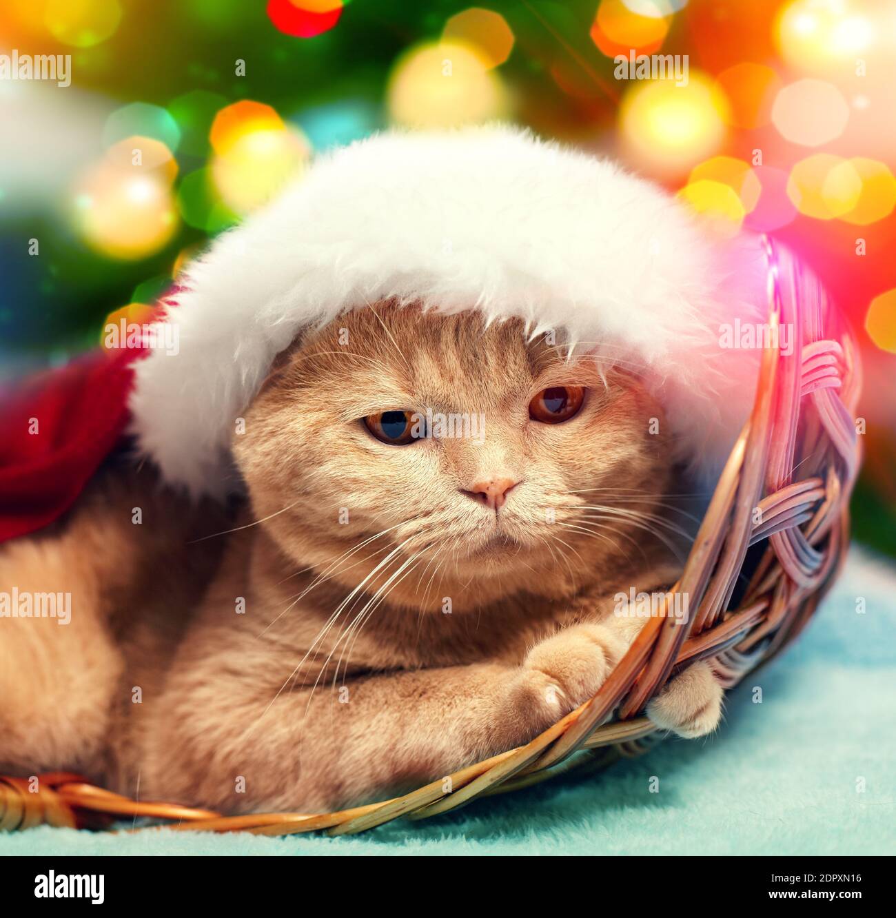 Un chat dans un chapeau de père Noël se trouve dans un panier Sur le fond  d'un arbre de Noël avec des lumières festives Photo Stock - Alamy