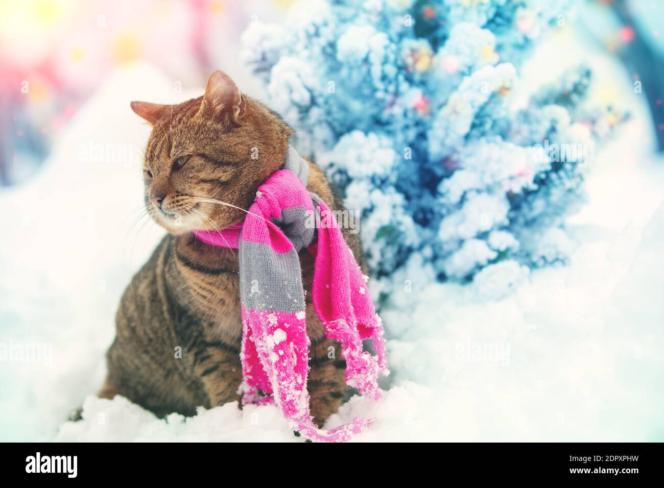 Chat Dans Une Echarpe Tricotee A L Exterieur Le Chat Est Assis Dans La Neige En Hiver Lors D Une Chute De Neige Pres De L Arbre De Noel Photo Stock Alamy