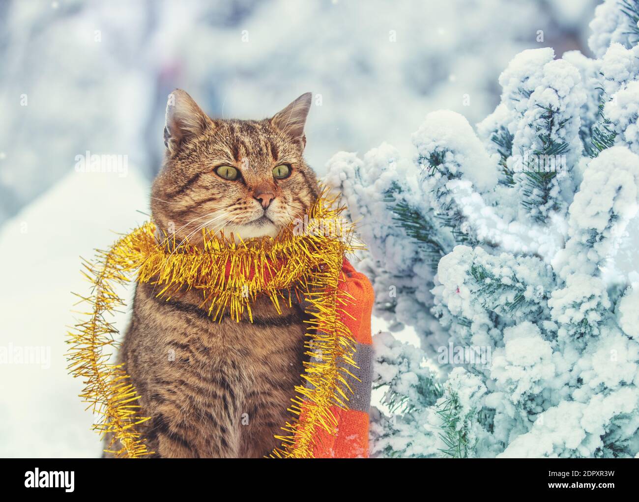 Un chat drôle, enveloppé de tinsel, se trouve dans la neige près de l'arbre de Noël en hiver Banque D'Images