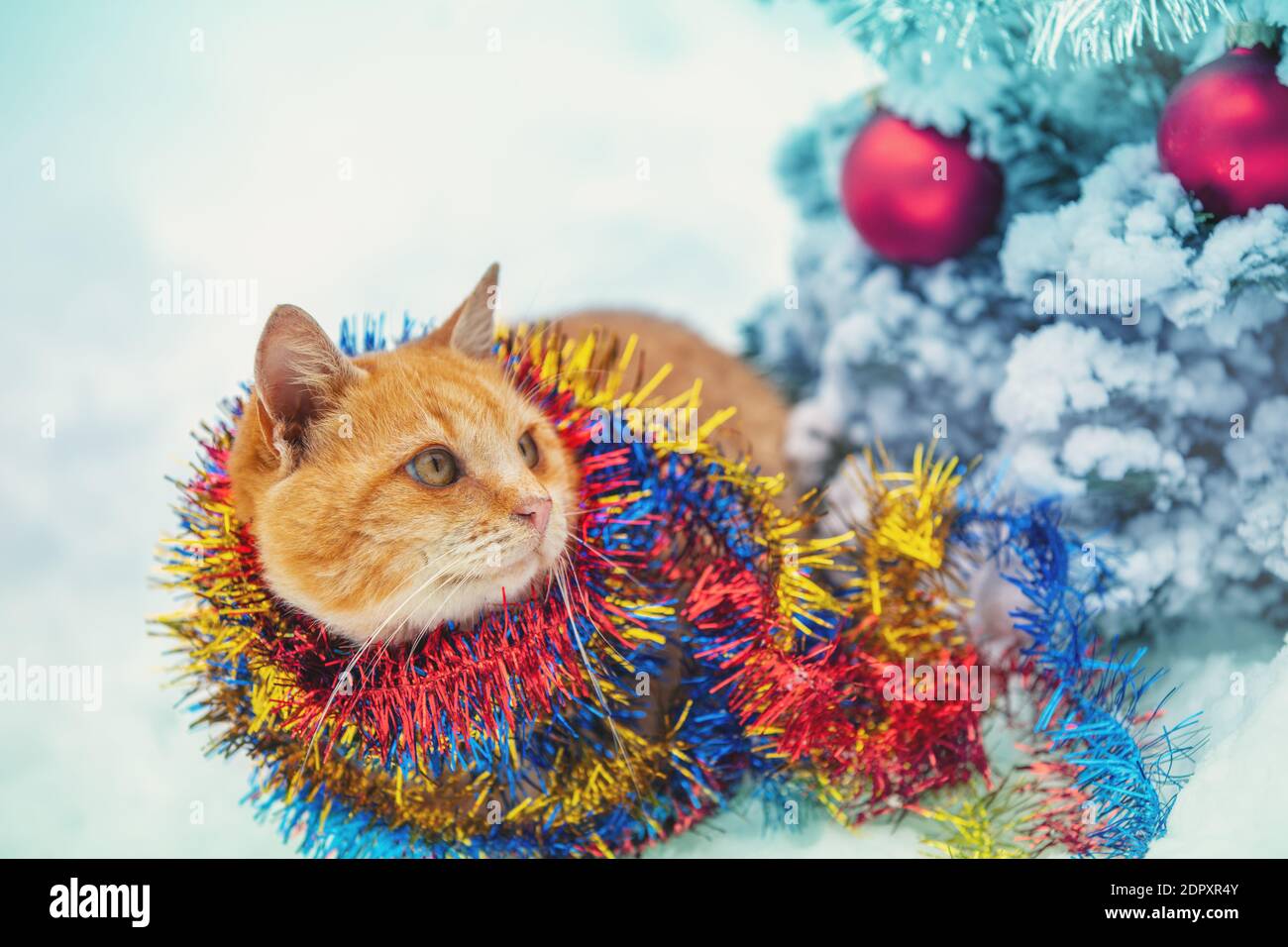 Un drôle de chat de gingembre ludique, enveloppé dans une serpentine, se trouve à l'extérieur en hiver dans la neige près d'un épicéa Banque D'Images