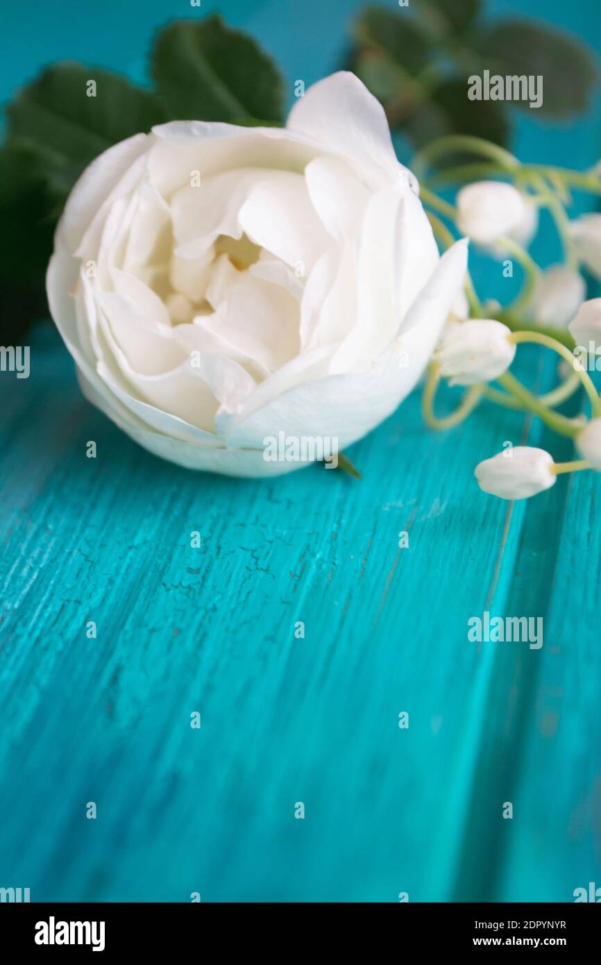 Un petit bouquet de rose blanche et de nénuphars de la vallée sur fond de  sarcelle en bois, bleu ou turquoise, la Saint-Valentin, la fête des mères  ou le concept de mariage.