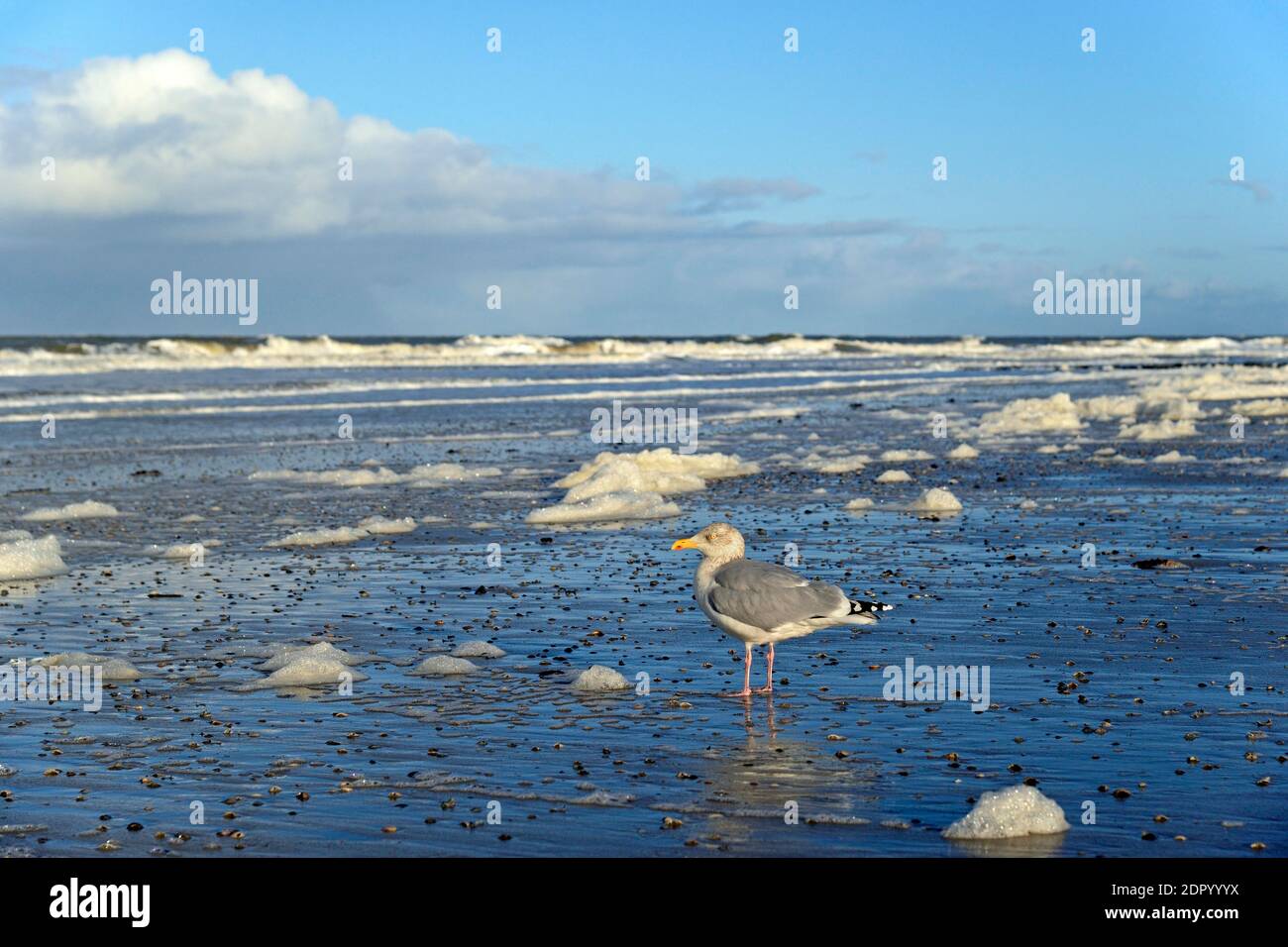 Le Goéland argenté européen (Larus argentatus) se trouve à la plage de sable et à la formation de mousse, à la plage du Nord, à Norderney, en mer du Nord, aux îles de la Frise orientale, au Bas Banque D'Images