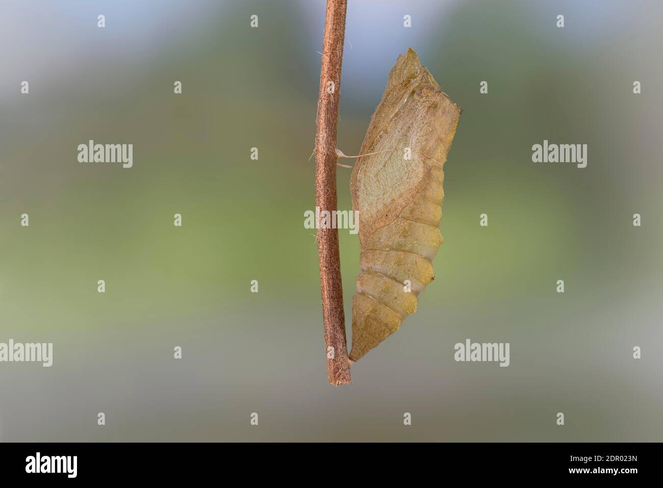 Queue de cygne (Papilio machaon), quiver pupal accroché à la branche, Allemagne Banque D'Images