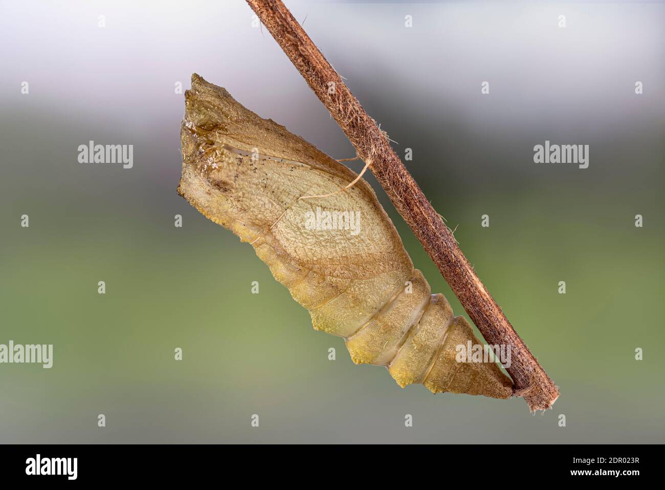 Queue de cygne (Papilio machaon), quiver pupal accroché à la branche, Allemagne Banque D'Images