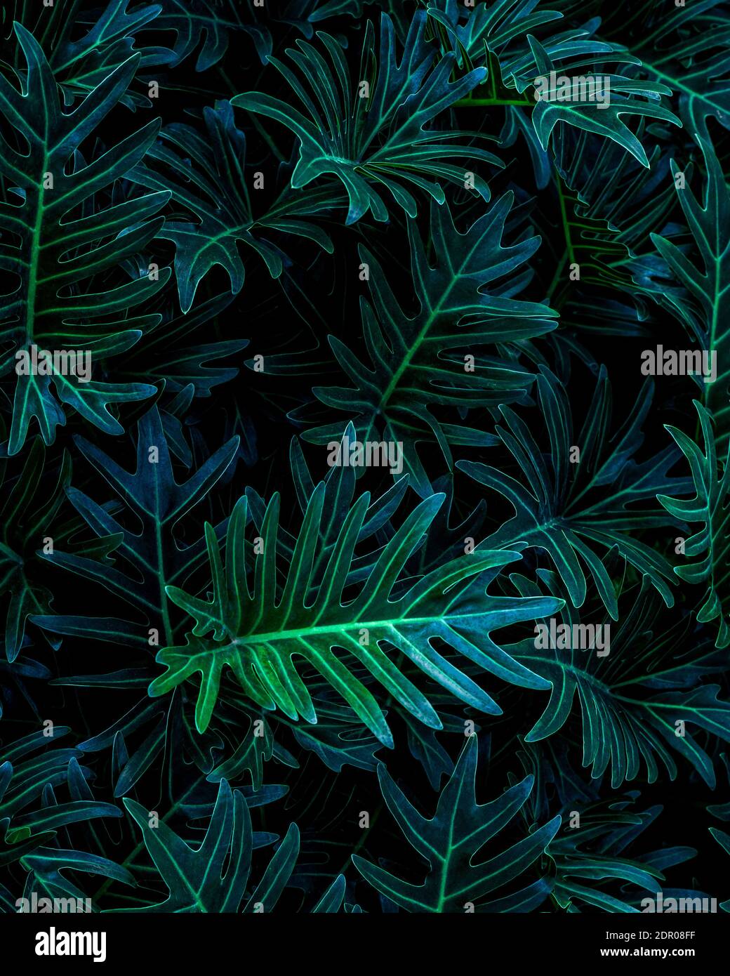 Gros Plan Vue Sur La Nature Du Fond Tropical De La Feuille De Fren Concept De Fond D Ecran Vert Fonce Photo Stock Alamy Gros Plan Vue Sur La Nature Du Fond Tropical De La Feuille De Fren Concept De Fond D Ecran Vert Fonce Photo Stock Alamy