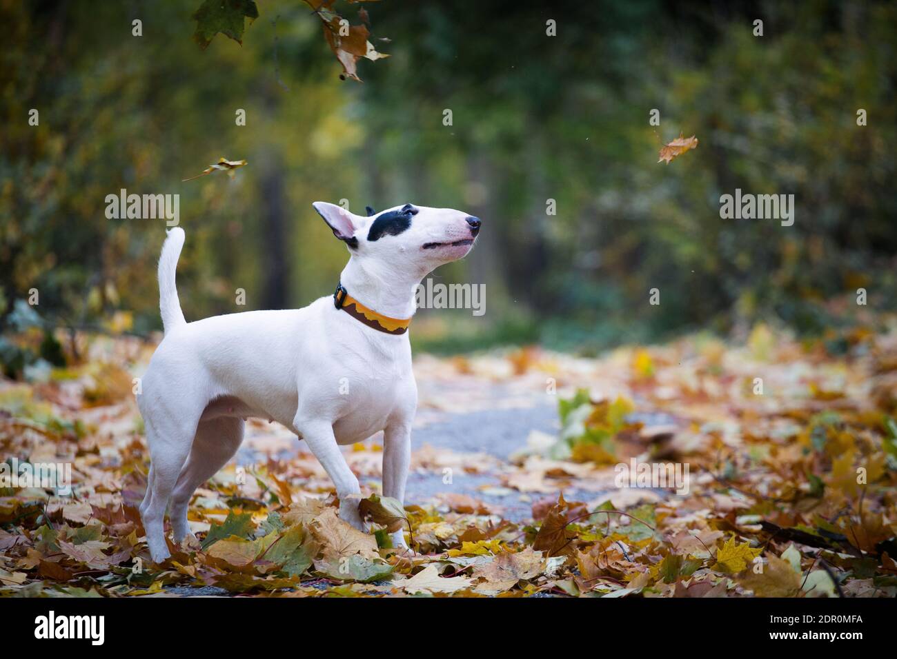 chien de race de taureau blanc avec une tache noire capture des feuilles dans le parc d'automne Banque D'Images