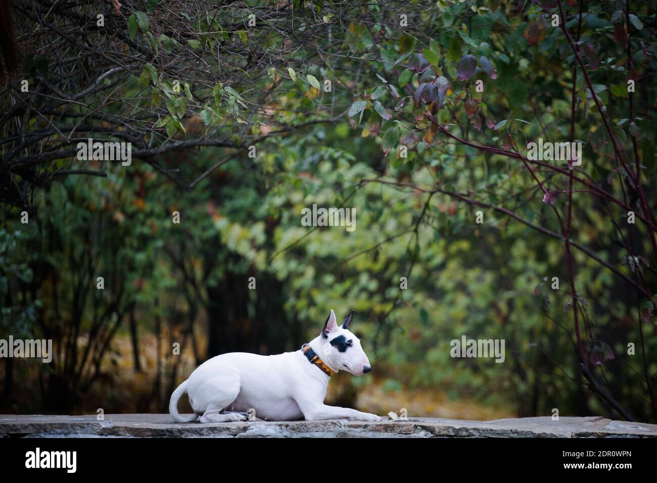chien de race bullterrier blanc avec une tache noire un parapet en