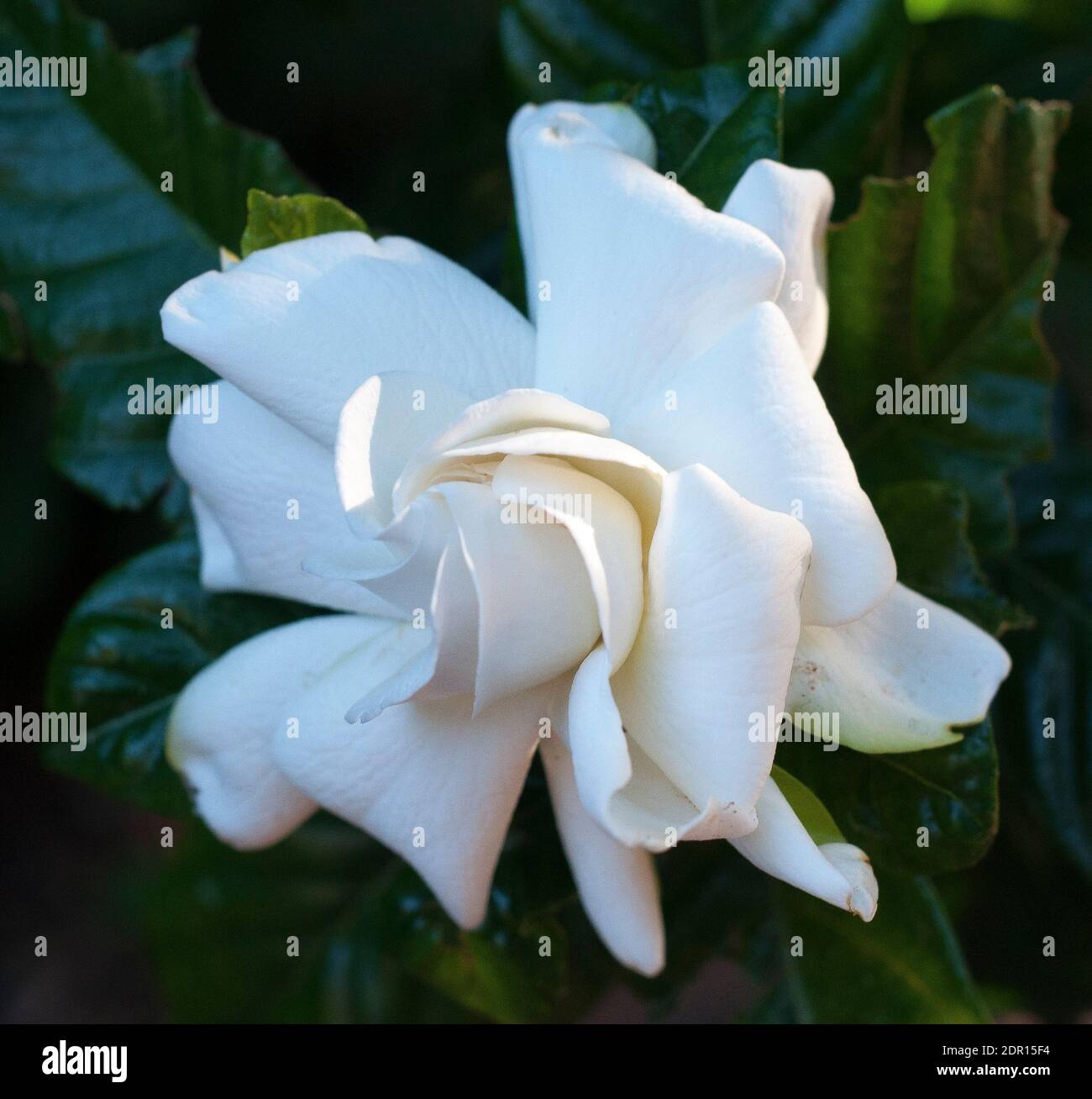 Arbuste Gardenia (Gardenia augusta) en fleur à Noël 2020, Melbourne, Australie Banque D'Images