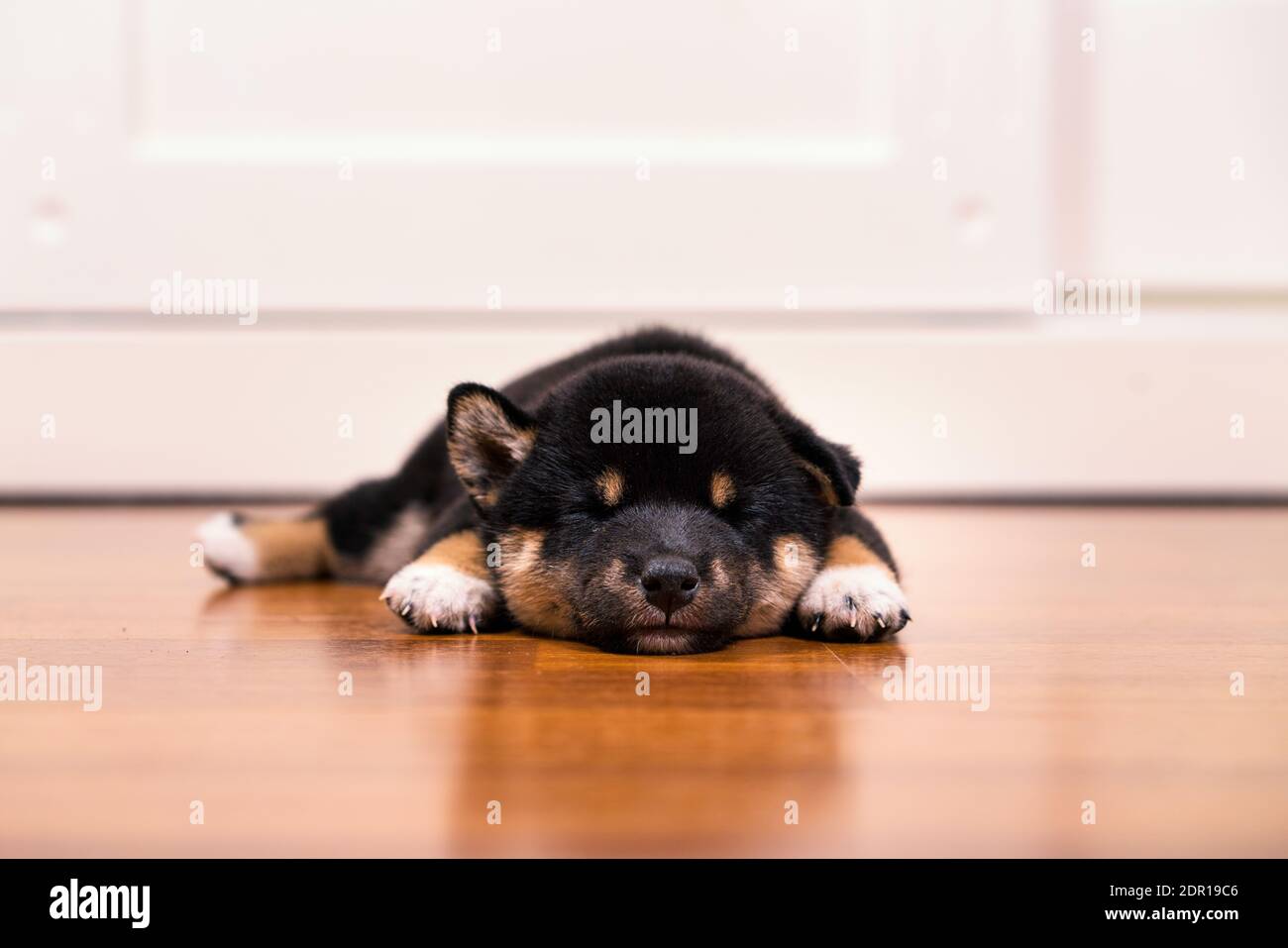 Chiots Shiba Inu Noirs Et Havane Dormant Au Sol En Bois Photo Stock Alamy Chiots Shiba Inu Noirs Et Havane Dormant Au Sol En Bois Photo Stock Alamy