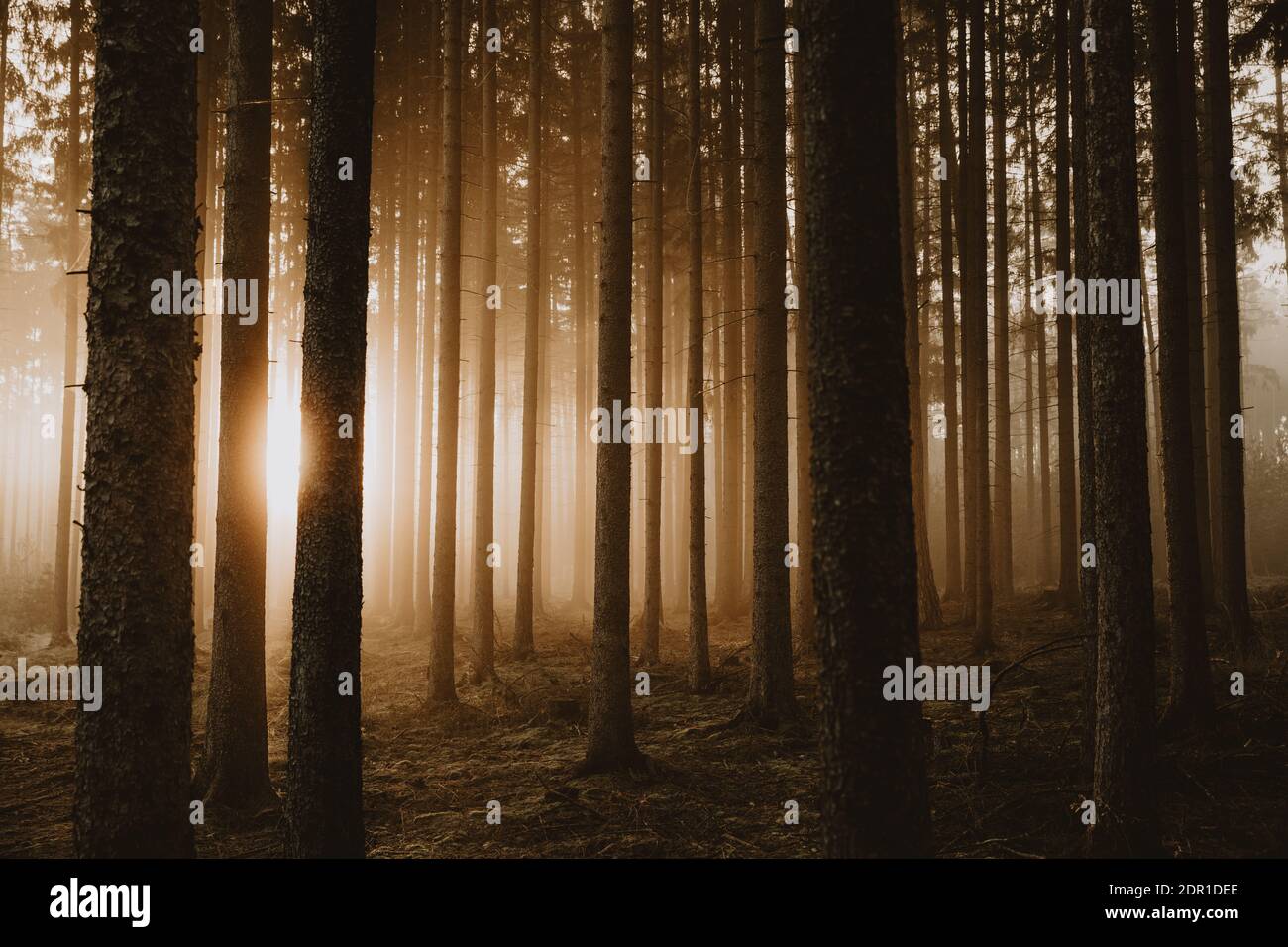 Heure d'or avec soleil levant doré qui brille à travers les arbres forêt d'épinette Banque D'Images