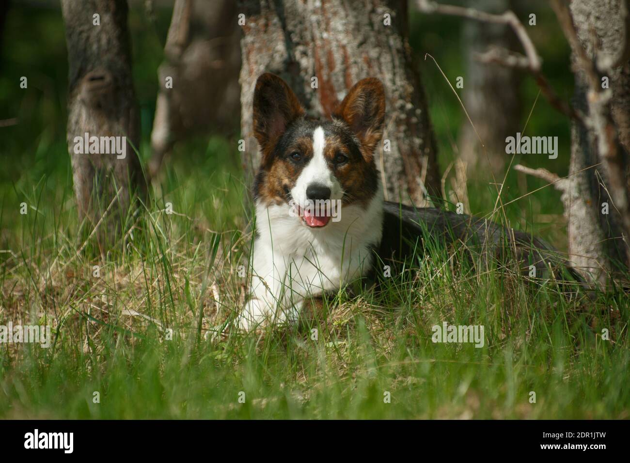Le gilet Welsh Corgi de race chien repose sur la nature herbe Banque D'Images