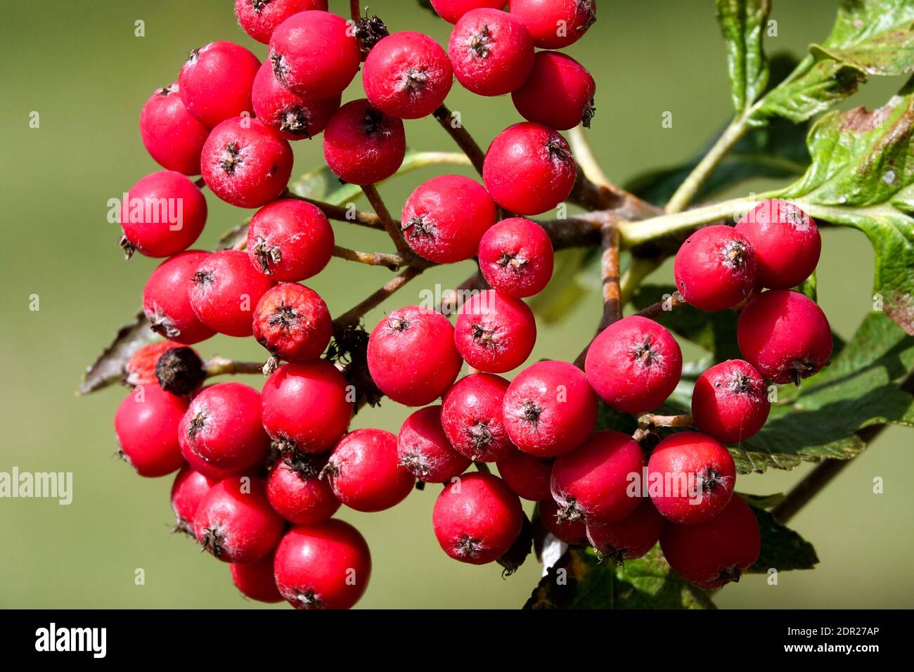 Sorbus borbasii baies de Rowan Banque D'Images