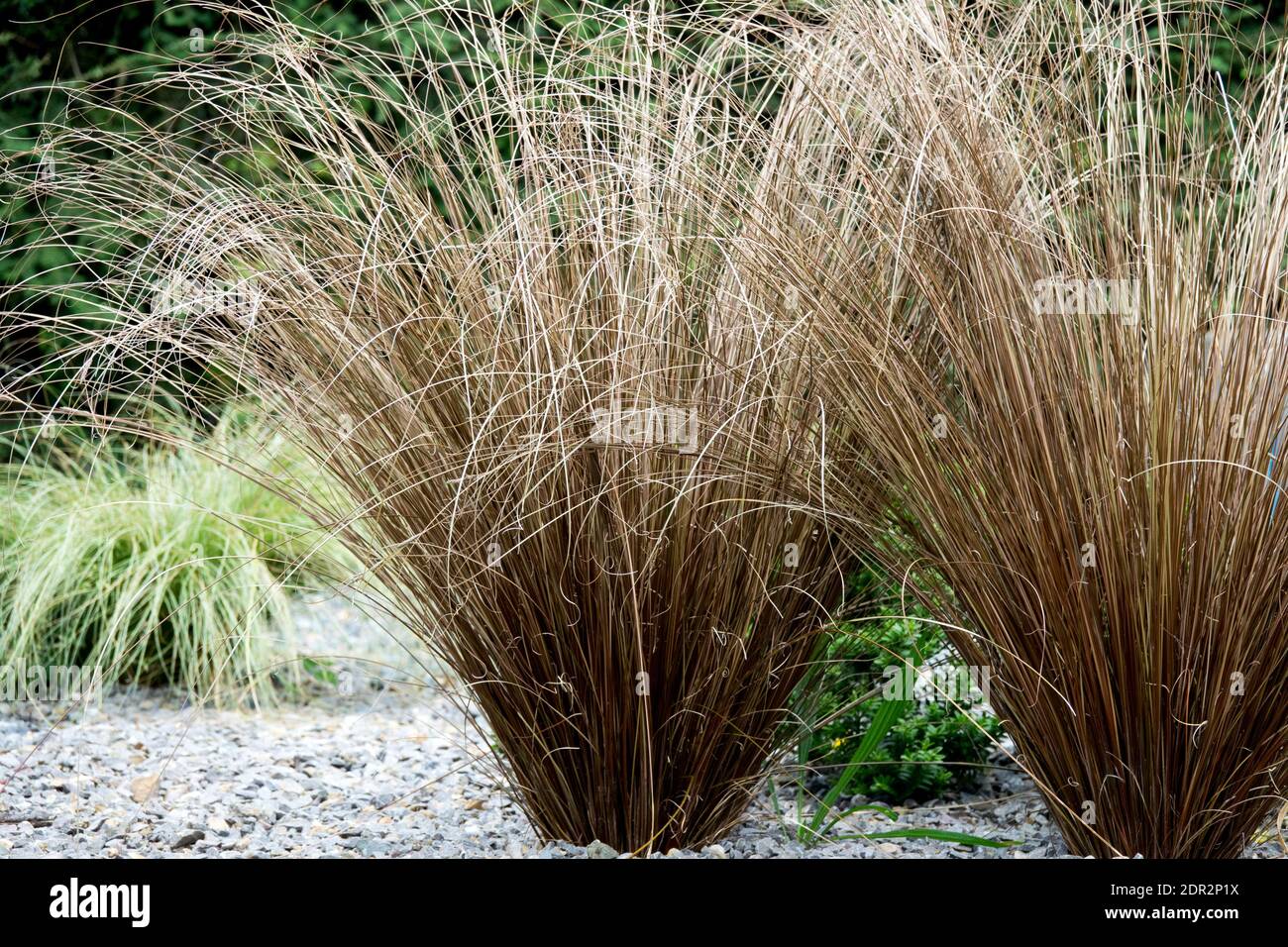 Herbes de jardin modernes Carex buchananii plantes 'Red Rooster' poussant à partir de Gravel Garden touffes d'herbe tuftée graminées Leatherleaf Sedge herbes ornementales Carex Banque D'Images
