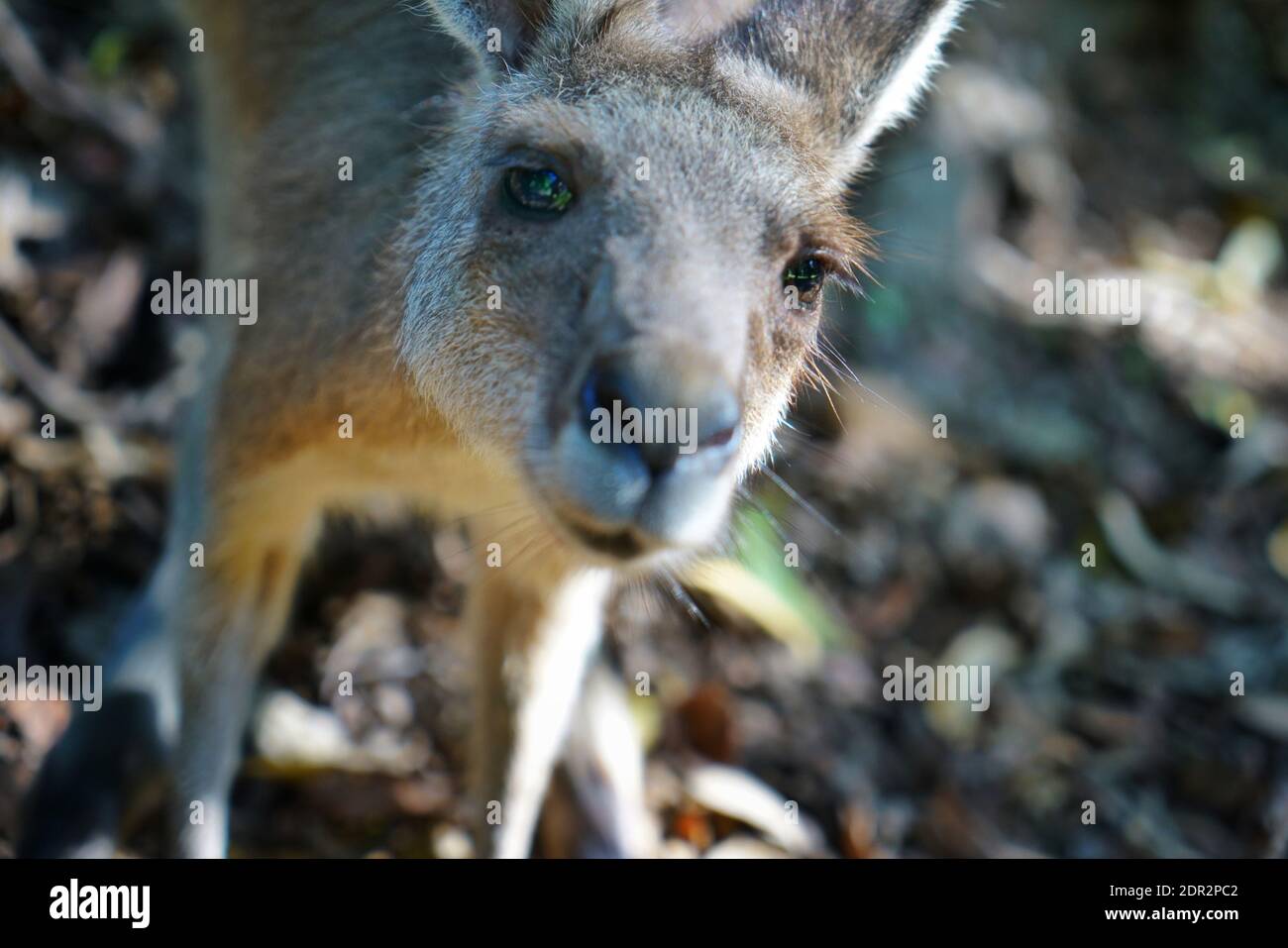 Close-up Portrait Of Kangaroo Banque D'Images