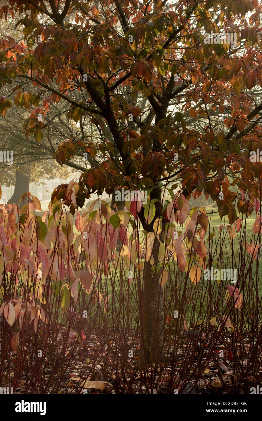 Cornus Alba rétroéclairé au début de l'automne avec Prunus Matsumae Hayazaki arbre en arrière-plan, portrait naturel de plante Banque D'Images