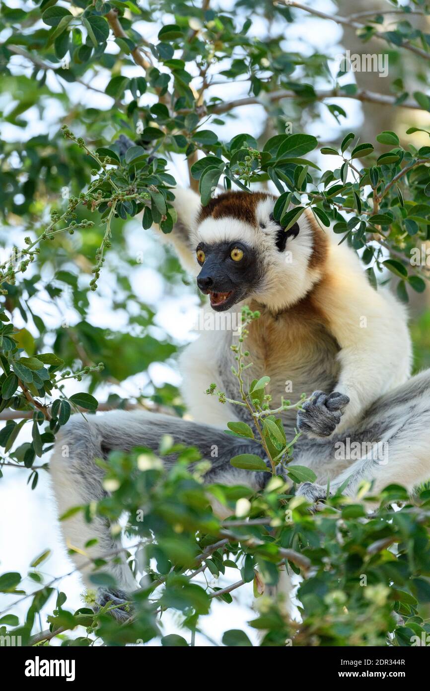 Sifaka de Verreaux (Propithecus verreauxi), Réserve de Berenty, Madagascar Banque D'Images